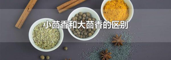 小茴香和大茴香的区别