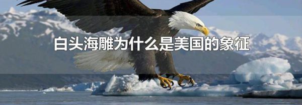 白头海雕为什么是美国的象征