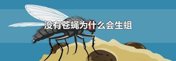 没有苍蝇为什么会生蛆