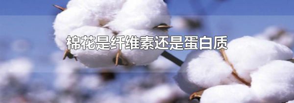 棉花是纤维素还是蛋白质