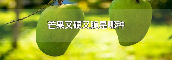 芒果又硬又脆是哪种