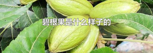 碧根果是什么样子的