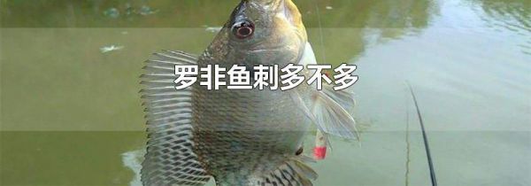 罗非鱼刺多不多