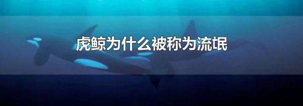 虎鲸为什么被称为流氓