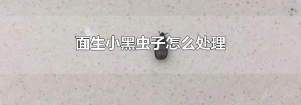 面生小黑虫子怎么处理