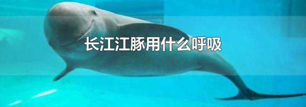 长江江豚用什么呼吸