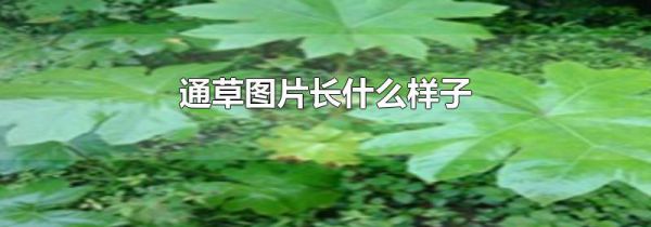 通草图片长什么样子