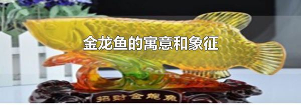 金龙鱼的寓意和象征