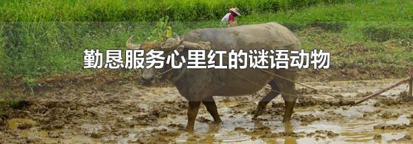 勤恳服务心里红的谜语动物
