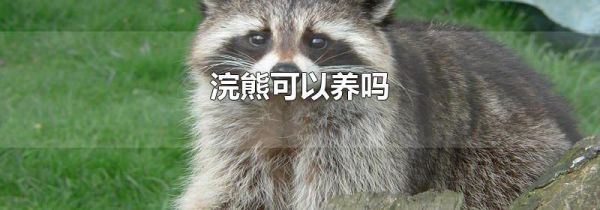 浣熊可以养吗