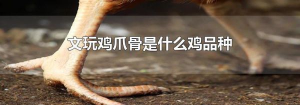 文玩鸡爪骨是什么鸡品种