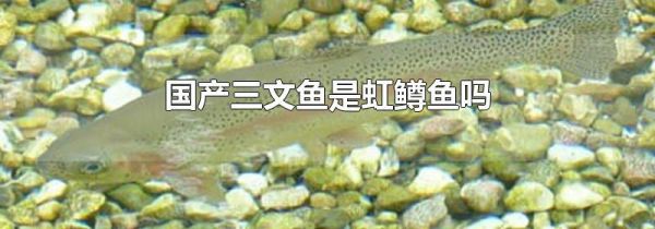 国产三文鱼是虹鳟鱼吗