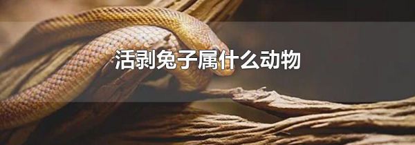 活剥兔子属什么动物