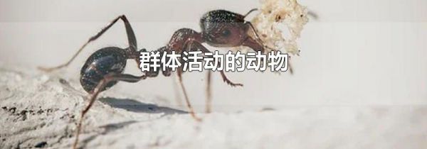 群体活动的动物