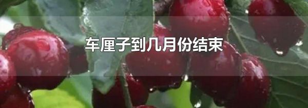 车厘子到几月份结束