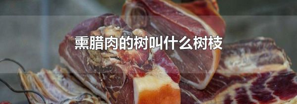熏腊肉的树叫什么树枝