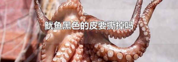 鱿鱼黑色的皮要撕掉吗
