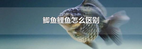鲫鱼鲤鱼怎么区别