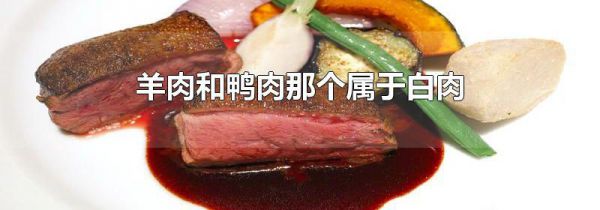 羊肉和鸭肉那个属于白肉