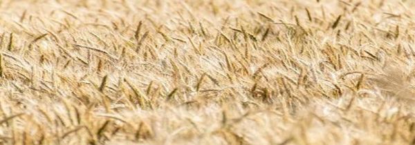 粮食储存过程中易发生结露的情况有哪些