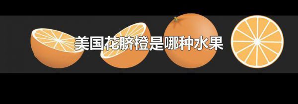 美国花脐橙是哪种水果