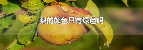 梨的颜色只有绿色吗