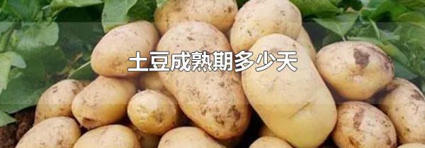 土豆成熟期多少天