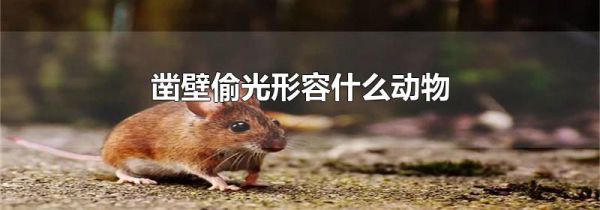 凿壁偷光形容什么动物