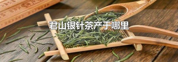 君山银针茶产于哪里