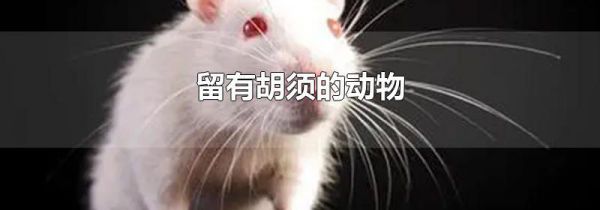 留有胡须的动物