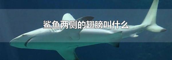 鲨鱼两侧的翅膀叫什么