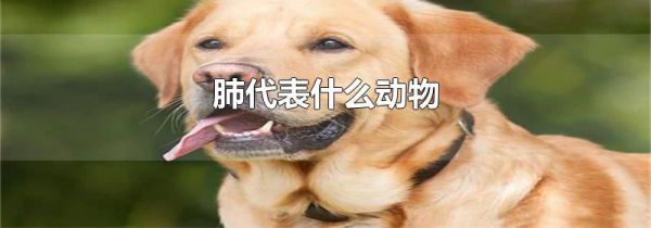 肺代表什么动物