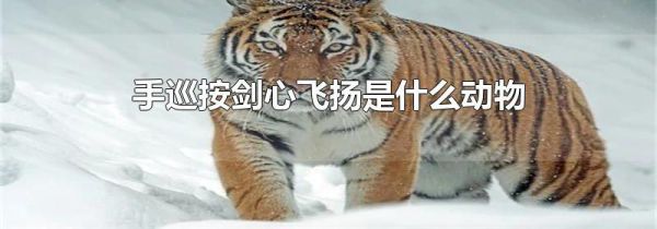 手巡按剑心飞扬是什么动物
