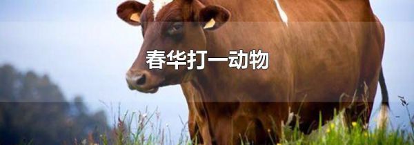春华打一动物