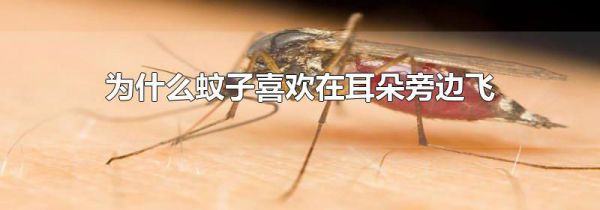 为什么蚊子喜欢在耳朵旁边飞