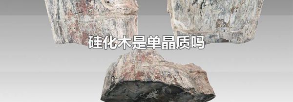 硅化木是单晶质吗