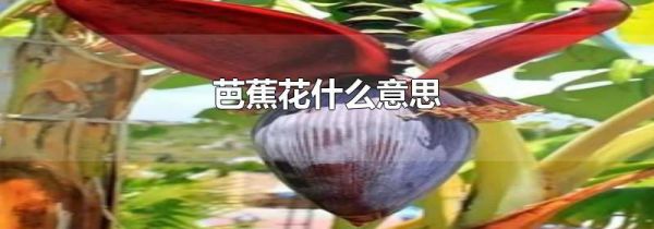 芭蕉花什么意思