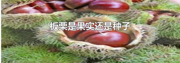 板栗是果实还是种子
