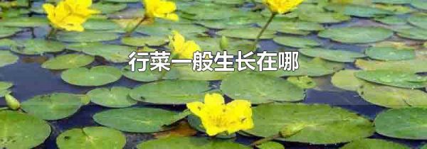 行菜一般生长在哪