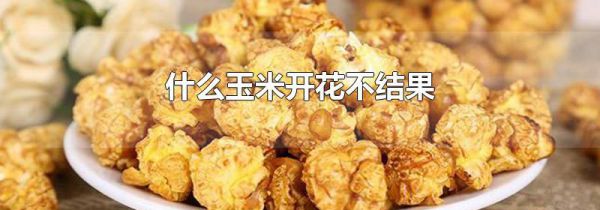 什么玉米开花不结果