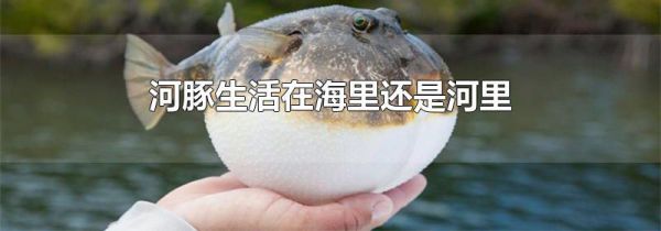 河豚生活在海里还是河里