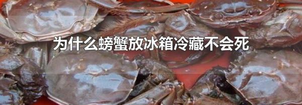 为什么螃蟹放冰箱冷藏不会死