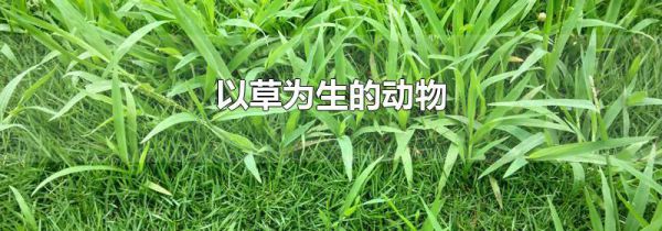 以草为生的动物