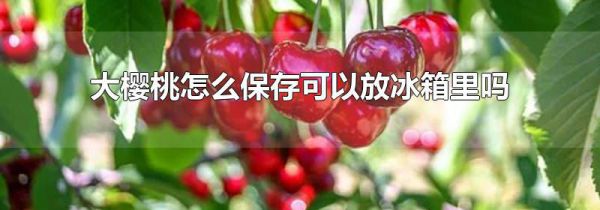 大樱桃怎么保存可以放冰箱里吗