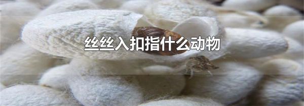 丝丝入扣指什么动物