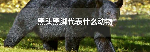 黑头黑脚代表什么动物