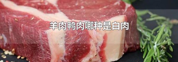 羊肉鸭肉哪种是白肉