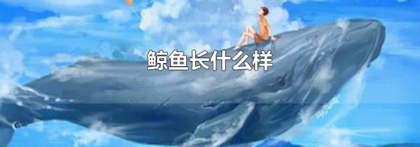 鲸鱼长什么样