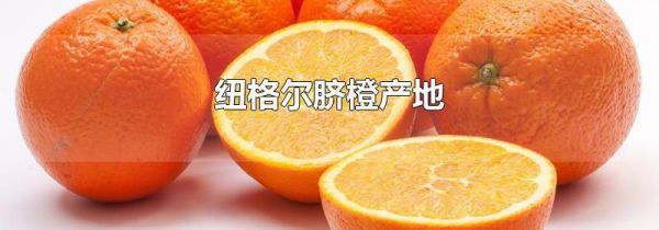 纽格尔脐橙产地