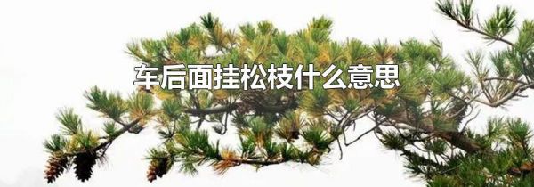 车后面挂松枝什么意思